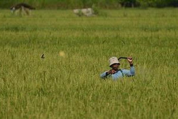 Petani menyemprotkan obat pembasmi hama di Dusun Turi, Desa Giripeni, Wates, Kulon Progo, DI Yogyakarta, Rabu (6/2/2013). Kondisi cuaca yang berubah-ubah membuat petani setempat harus mengantisipasi munculnya hama dengan penyemprotan tersebut agar tetap dapat memperoleh hasil panen. KOMPAS/FERGANATA INDRA RIATMOKO