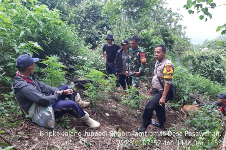 Anggota Polsek Tarogong Kaler dan Babinsa Koramil Tarogong di lokasi ladang ganja, Sabtu (18/01/2020) handout polsek tarogong kaler