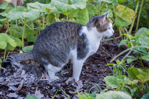 Cara Mencegah Kucing Liar Buang Air Besar di Halaman Rumah