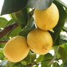 5 Tips Mudah Menanam Lemon dari Biji