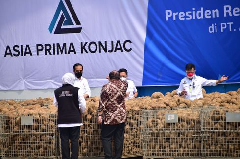 Diminta Presiden Serius Kembangkan Porang, Dinas Pertanian Madiun: Petani Butuh Alat Pengering