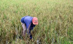 MUI dan NU Bersinergi dengan Pemerintah untuk Sejahterakan Petani