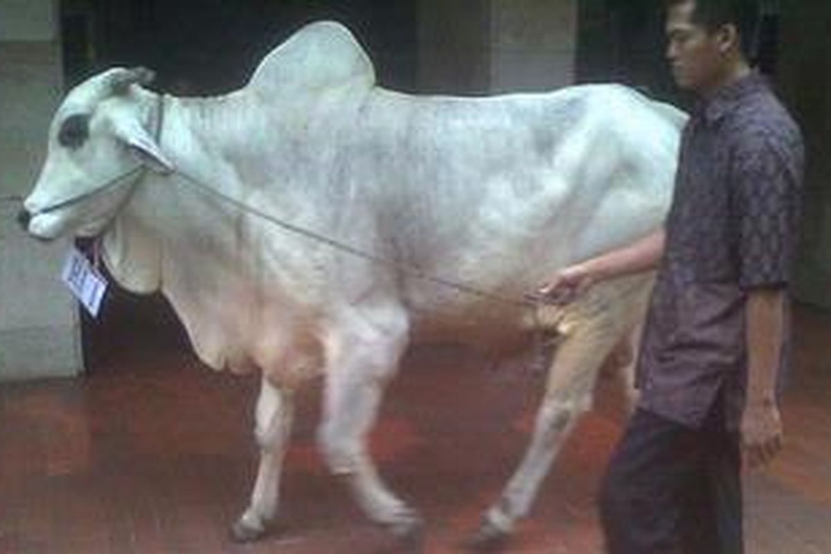 Petugas sedang menggiring salah satu sapi dari dua ekor sapi yang dikurbankan Presiden Susilo Bambang Yudhoyono dan Wakil Presiden Boediono di Mesjid Istiqlal, Jakarta, Minggu (6/11/2011) pagi.