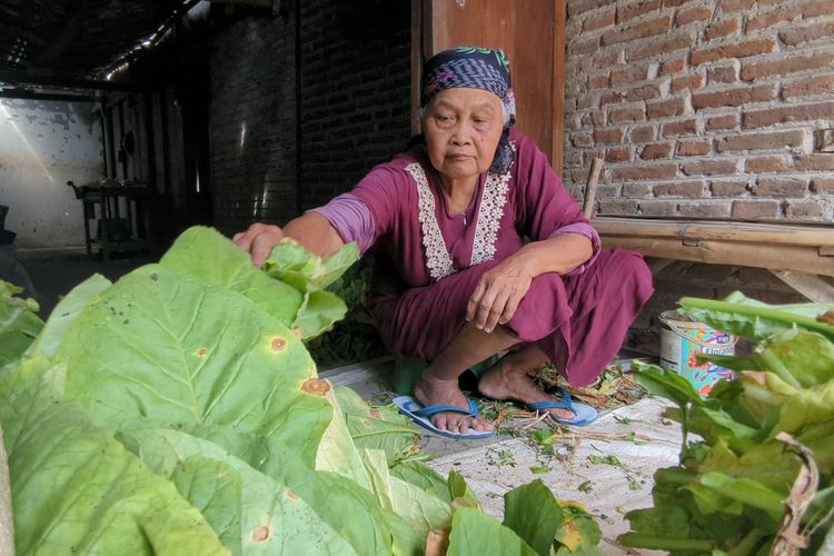 Seorang petani di Desa Ngale, Kecamatan Pilangkenceng, Kabupaten Madiun menunjukkan daun tembakau yang berkurang kualitasnya akibat terkena hujan saat musim kemarau basah. Turunnya kualitas daun tembakau membuat petani di Kabupaten Madiun merugi.