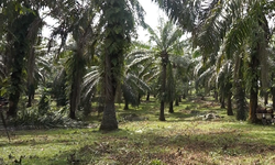 Pengembangan Bioenergi Ancam Deforestasi Lebih Luas