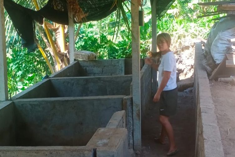 Puluhan Babi Mati Mendadak di Buleleng Bali, Peternak Resah