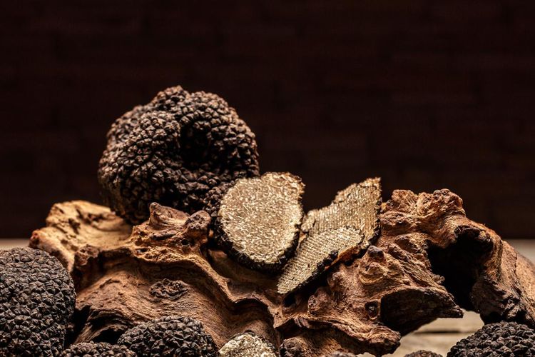 Ilustrasi jamur truffle. 