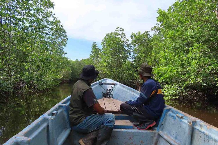 Hutan mangrove di Desa Teluk Pambang, Kabupaten Bengkalis.
