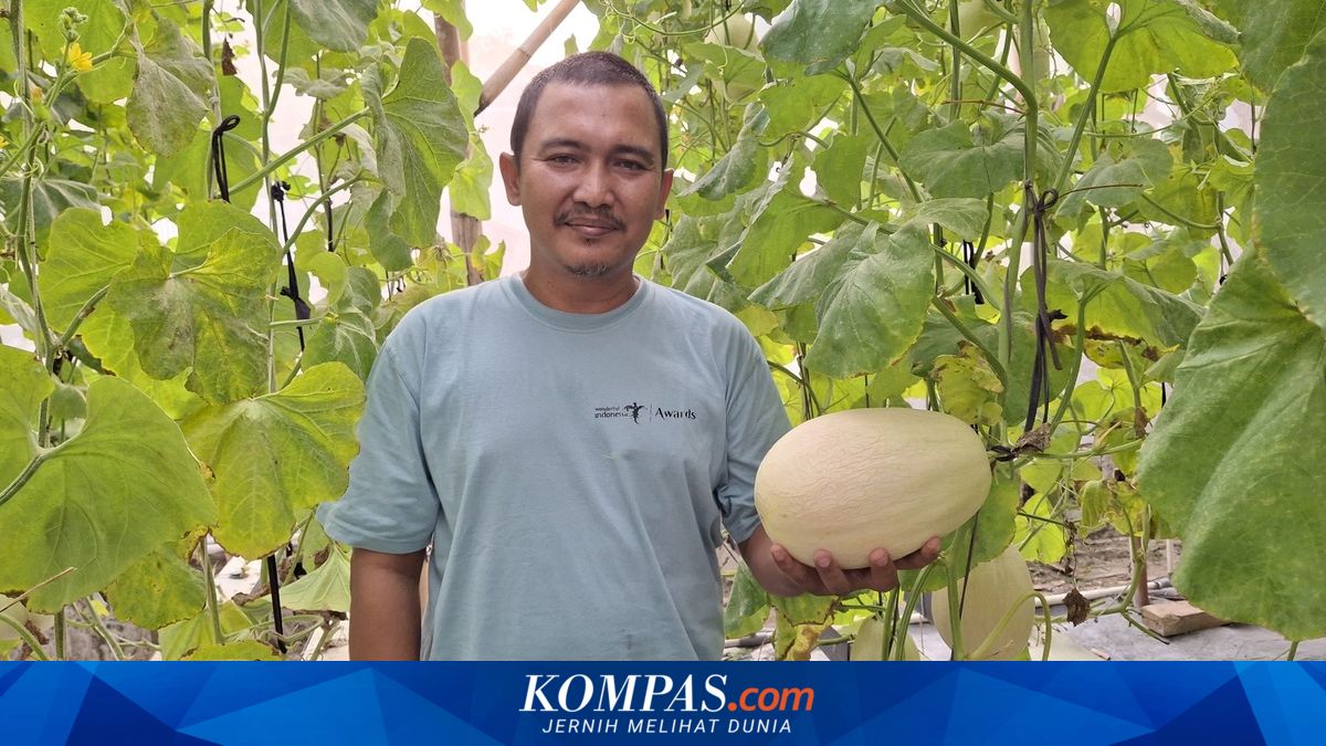 Petani Lebak Banting Stir, Raup Rp 46 Juta Sekali Panen Melon Honey Globe!