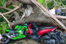 Pohon Tumbang Menimpa Satu Orang di Pulogadung, Korban Alami Patah Tulang Tangan Kanan