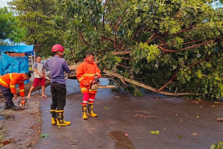 Suasana saat para petugas Damkarmat berupaya menyingkirkan pohon tumbang yang menutupi jalan di Lampung Selatan, Jumat (26/1/2024).