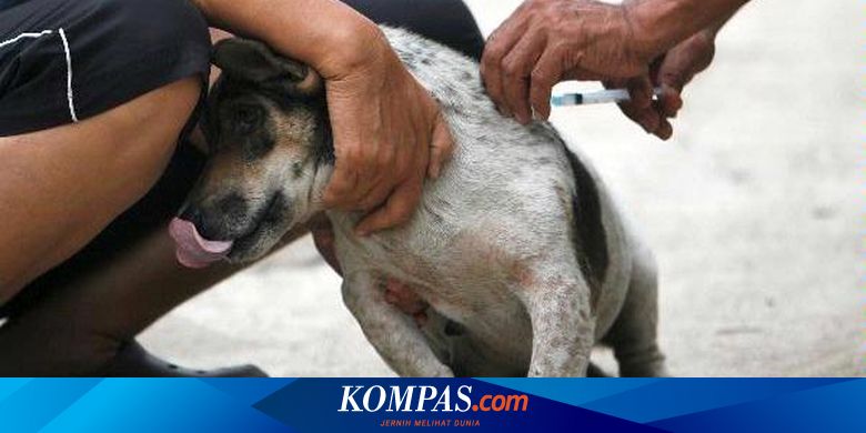 Anjing Liar Jadi Kendala Tangani Rabies