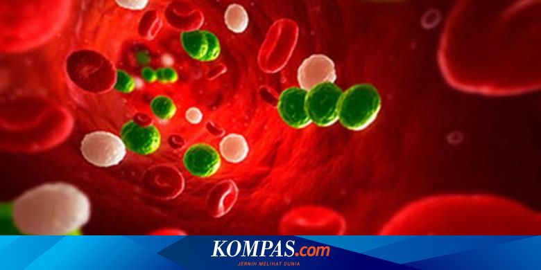 Mengenal Septicaemia Penyakit Langka Perenggut Nyawa Halaman All Kompas Com