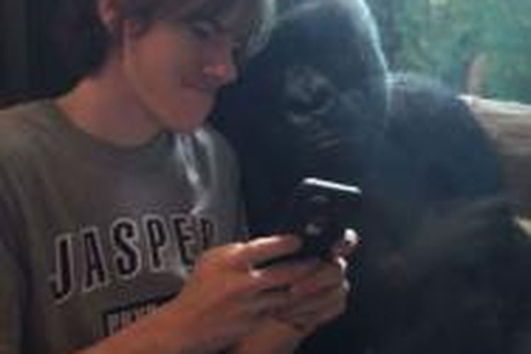 Gorila tampak asyik melihat-lihat gambar di iPhone yang di-scroll seorang anak.