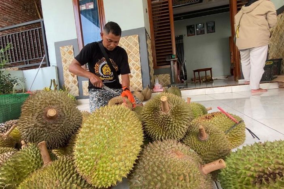 Petani durian di Kabupaten Madiun mengalami penurunan panen dampak curah hujan yang tinggi.