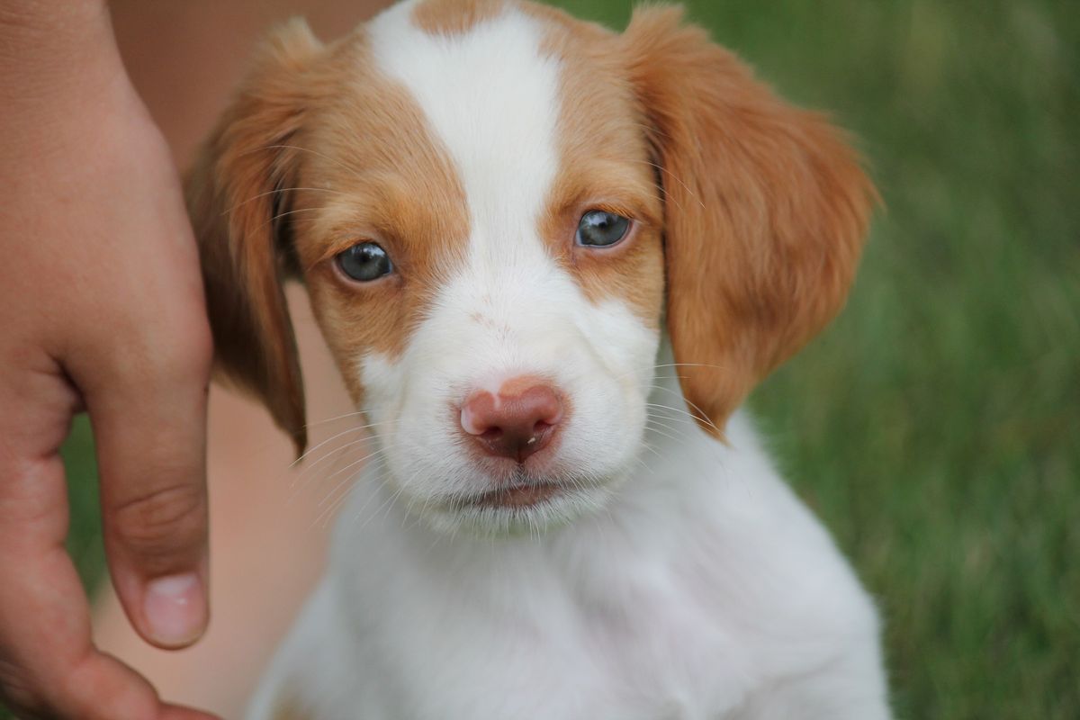 Anjing pun bisa mengalami perubahan suasana hati, khususnya saat memasuki masa pubertas, layaknya manusia. 