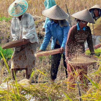 Ilustrasi petani. 