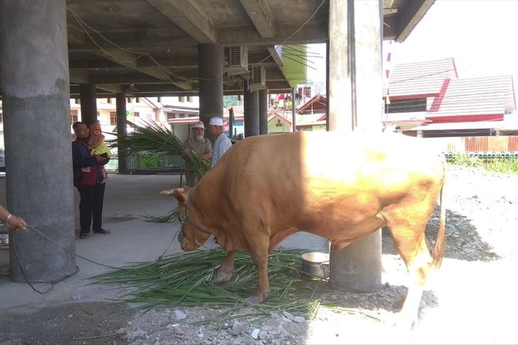 Sapi qurban seberat 750 KG yang disumbangkan Presiden Joko Widodo ke Masjid Baitul Makmur Perumnas I Waena, Kota Jayapura, Papua (10/08/2019)