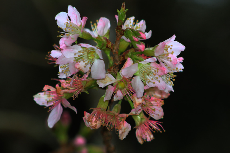 Ilsutrasi bunga sakura mekar di Kebun Raya Cibodas