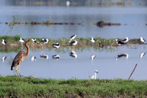 Asian Waterbird Census: Populasi Burung Air di Danau Limboto Meningkat