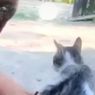 Video Viral Pemuda di Sumbawa Ledakkan Petasan di Anus Kucing, Polisi Turun Tangan
