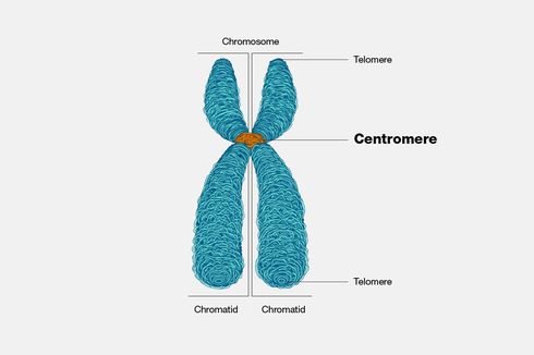Sentromer, Bagian Kromosom yang Tidak Mengandung Gen