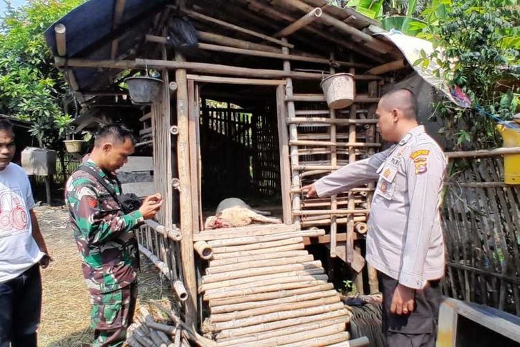 Muhyani warga Kota Serang Banten yang sempat viral karena dipenjarakan gara gara membunuh pencuri jadi korban pencurian lagi. Sabtu (11/5/2024). Dua ekor kambing hilang dan satu mati didalam kandang.