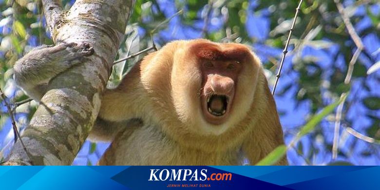 Bekantan Berjuang Melawan Kepunahan Halaman All Kompas Com