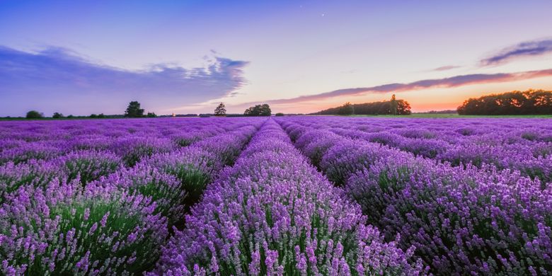 Pemandangan ladang lavender di Provence, Perancis.