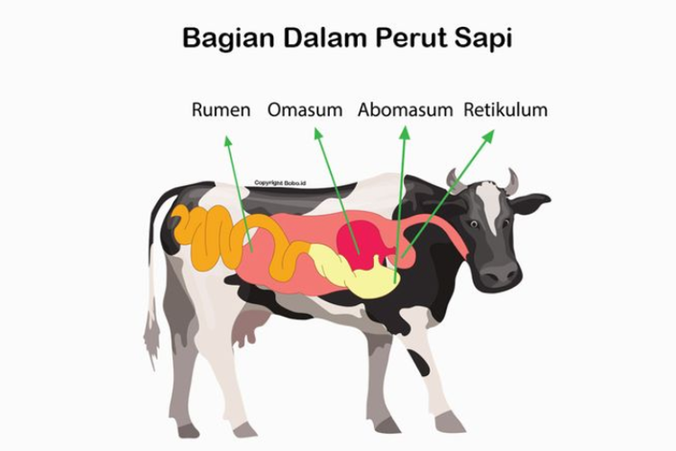 Ilustrasi bagian dalam perut sapi 