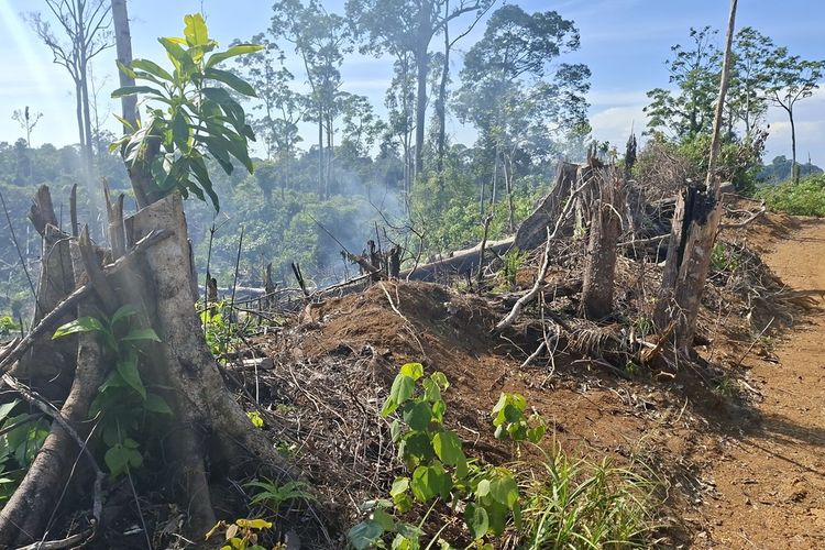 BMKG Deteksi 30 Titik Panas di Bengkulu, Ancaman Karhutla Meningkat