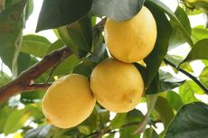5 Tips Mudah Menanam Lemon dari Biji