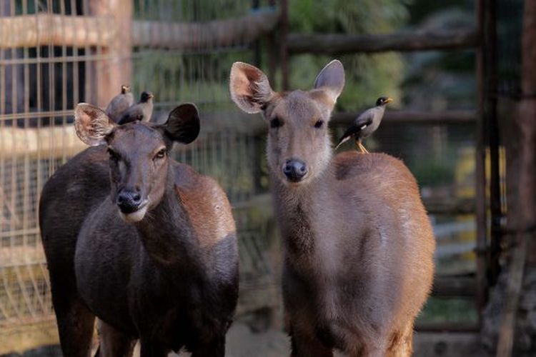 Koleksi mini zoo di Lembah Hijau, Lampung 