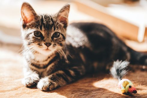 6 Cara agar Kucing Tak BAB Sembarangan