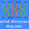 Jumlah Kromosom Manusia dan Fungsinya
