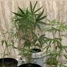 Pemuda 25 Tahun di Surabaya Tanam 13 Pohon Ganja di Rumah