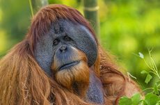 Orangutan Bisa Gunakan Alat Batu sebagai Palu dan Pisau