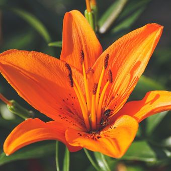 Ilustrasi bunga lily oranye.