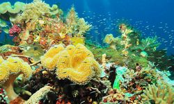 Dari Ekowisata hingga Spa Rempah Lokal: Perjalanan Menyenangkan di Likupang