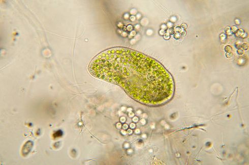 Mengenal Protozoa, Berikut Pengertian, Ciri-ciri, dan Klasifikasinya