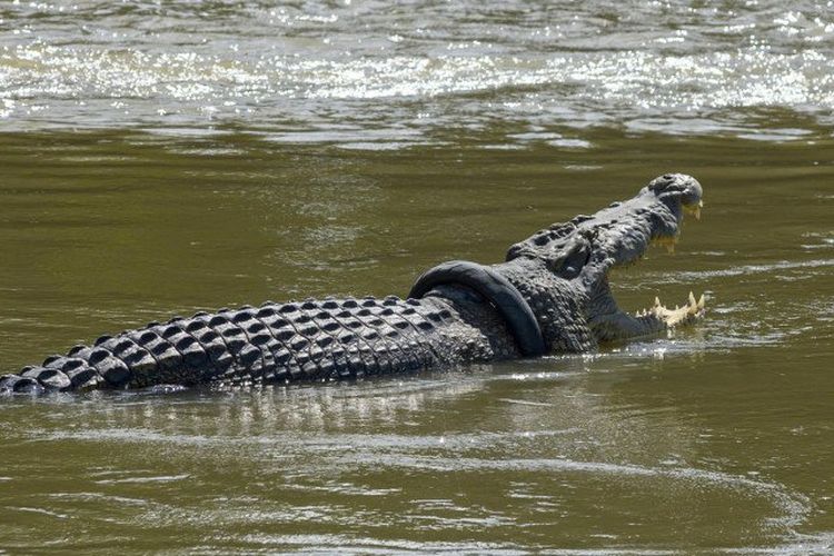 Buaya liar yang lehernya terlilit ban bekas terlihat di Sungai Palu, Sulawesi Tengah, pada 15 Januari 2020.