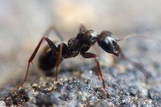 Cara Mengatasi Semut di Area Dapur dengan Kulit Jeruk