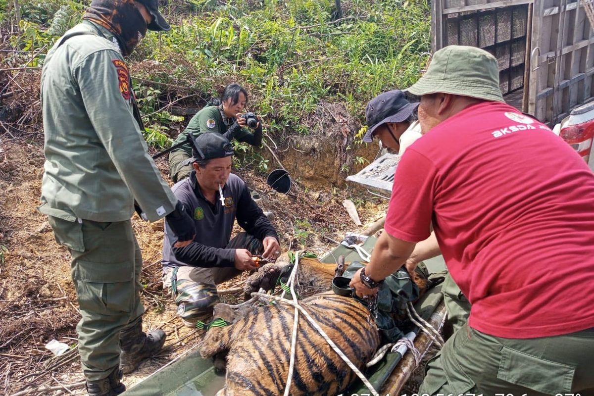 Petugas lapangan, dokter hewan dan tim medis saat melakukan evakuasi harimau Sumatra yang terlilit jerat di Desa Suo-suo, Kecamatan Sumai, Kabupaten Tebo, Jambi Selasa (13/5/2025)