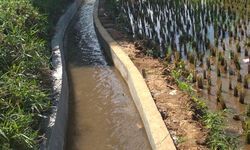 Tingkatkan Indeks Pertanaman Padi, Kementan Canangkan Program RJIT