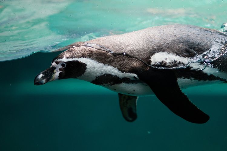 Penguin memiliki bulu yang tahan air