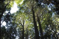 Peneliti Temukan Hutan Penuh Pohon Spesies Langka