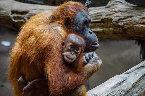 Orangutan Ciptakan Suara Kompleks Mirip Beatboxer 