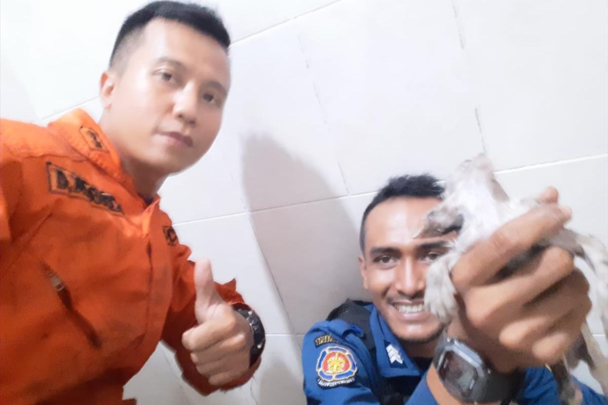 Petugas Sudin PKP Jakarta Timur evakuasi anak kucinh yang terjebak di saluran air pipa di rumah warga, Jalan Persahabatan IV, Ciracas, Jakarta Timur, Senin (15/7/2019).