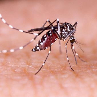 Ilustrasi nyamuk Aedes aegypti penyebab demam berdarah, zika, chikungunya. Nyamuk ini, khususnya nyamuk betina menjadi vektor virus arbovirus, yakni virus penyebab penyakit-penyakit tersebut.