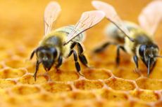 Lindungi dari Parasit, Lebah Madu Terapkan Social Distancing
